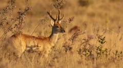 Pampus deer